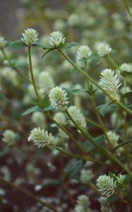 Preview wallpaper wild flowers, field flowers, stems, buds