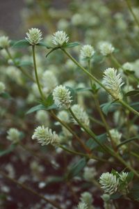 Preview wallpaper wild flowers, field flowers, stems, buds