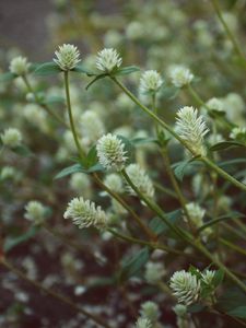 Preview wallpaper wild flowers, field flowers, stems, buds