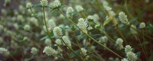 Preview wallpaper wild flowers, field flowers, stems, buds