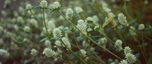 Preview wallpaper wild flowers, field flowers, stems, buds