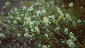 Preview wallpaper wild flowers, field flowers, stems, buds