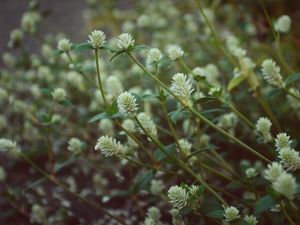 Preview wallpaper wild flowers, field flowers, stems, buds