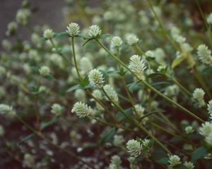 Preview wallpaper wild flowers, field flowers, stems, buds