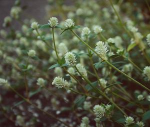 Preview wallpaper wild flowers, field flowers, stems, buds