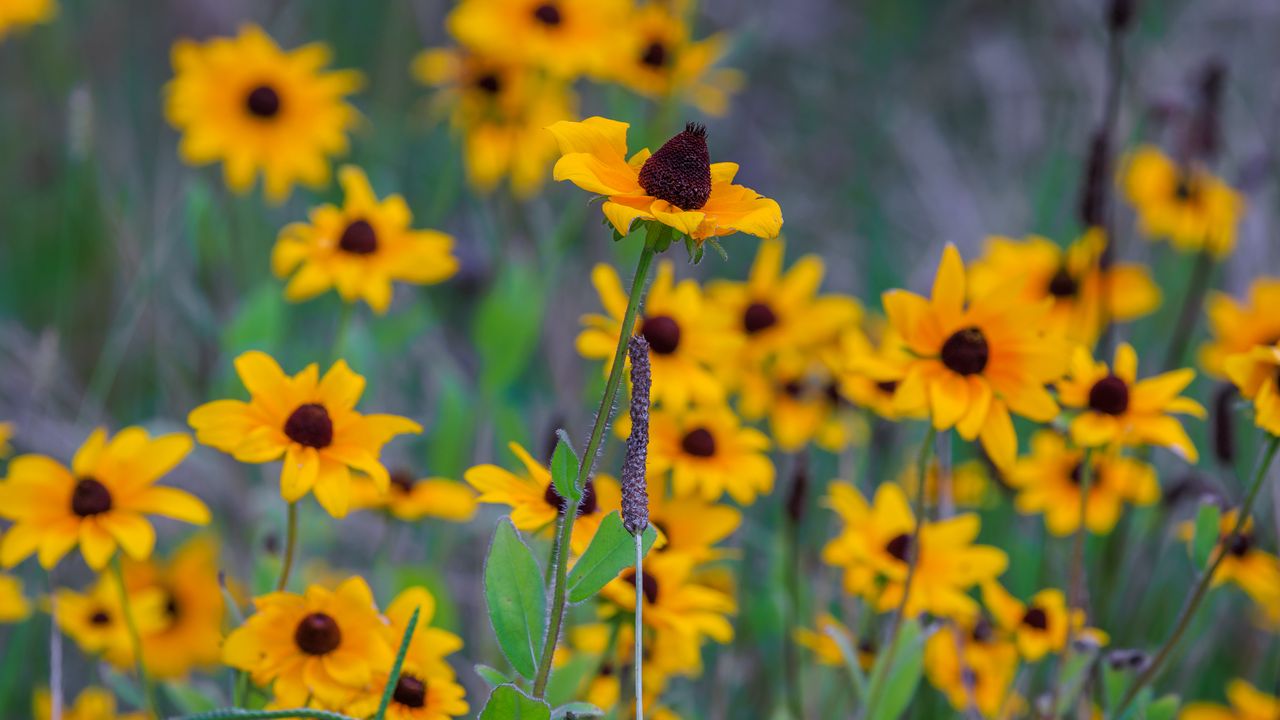 Wallpaper wild flowers, field, summer, yellow