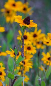 Preview wallpaper wild flowers, field, summer, yellow