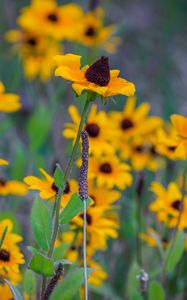 Preview wallpaper wild flowers, field, summer, yellow