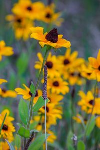 Preview wallpaper wild flowers, field, summer, yellow