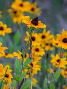 Preview wallpaper wild flowers, field, summer, yellow