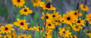 Preview wallpaper wild flowers, field, summer, yellow