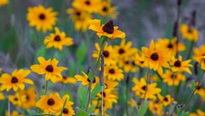 Preview wallpaper wild flowers, field, summer, yellow