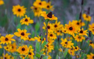 Preview wallpaper wild flowers, field, summer, yellow