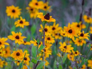 Preview wallpaper wild flowers, field, summer, yellow