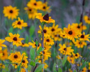 Preview wallpaper wild flowers, field, summer, yellow