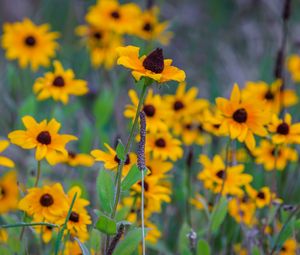 Preview wallpaper wild flowers, field, summer, yellow