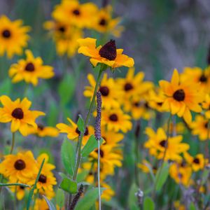 Preview wallpaper wild flowers, field, summer, yellow