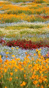 Preview wallpaper wild flowers, flowers, field, colorful