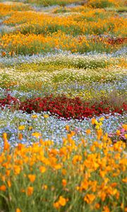 Preview wallpaper wild flowers, flowers, field, colorful