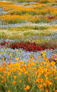 Preview wallpaper wild flowers, flowers, field, colorful