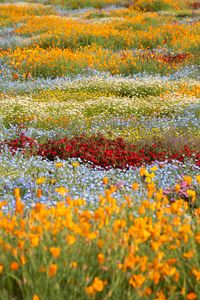 Preview wallpaper wild flowers, flowers, field, colorful