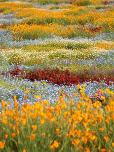 Preview wallpaper wild flowers, flowers, field, colorful