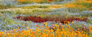 Preview wallpaper wild flowers, flowers, field, colorful