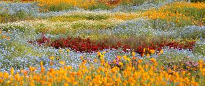 Preview wallpaper wild flowers, flowers, field, colorful