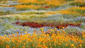 Preview wallpaper wild flowers, flowers, field, colorful