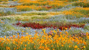 Preview wallpaper wild flowers, flowers, field, colorful