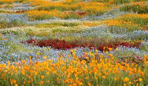 Preview wallpaper wild flowers, flowers, field, colorful