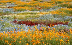 Preview wallpaper wild flowers, flowers, field, colorful