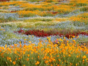 Preview wallpaper wild flowers, flowers, field, colorful