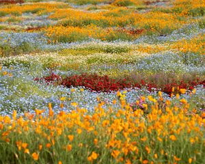 Preview wallpaper wild flowers, flowers, field, colorful