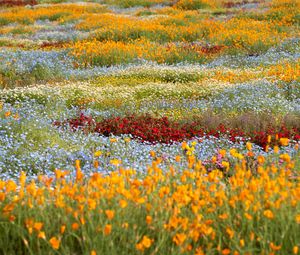 Preview wallpaper wild flowers, flowers, field, colorful