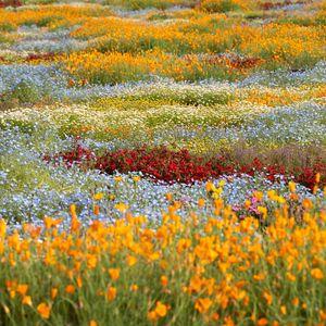 Preview wallpaper wild flowers, flowers, field, colorful