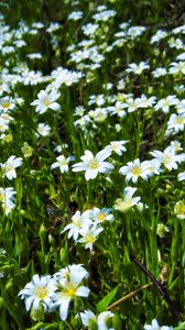 Preview wallpaper wild flowers, flowers, field, plants