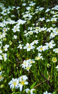 Preview wallpaper wild flowers, flowers, field, plants