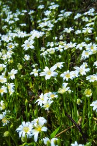 Preview wallpaper wild flowers, flowers, field, plants