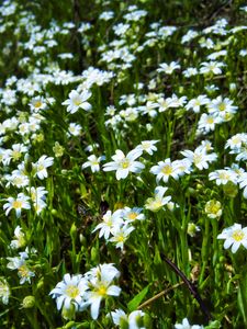 Preview wallpaper wild flowers, flowers, field, plants