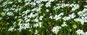 Preview wallpaper wild flowers, flowers, field, plants