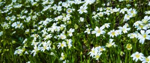 Preview wallpaper wild flowers, flowers, field, plants