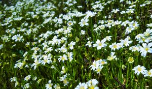 Preview wallpaper wild flowers, flowers, field, plants