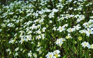 Preview wallpaper wild flowers, flowers, field, plants