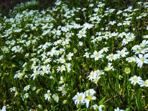 Preview wallpaper wild flowers, flowers, field, plants