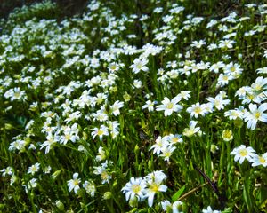 Preview wallpaper wild flowers, flowers, field, plants