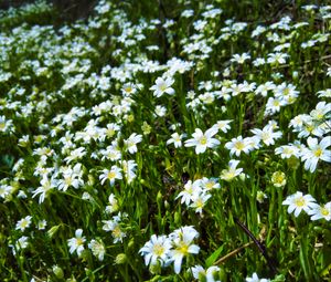 Preview wallpaper wild flowers, flowers, field, plants