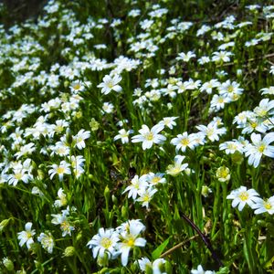 Preview wallpaper wild flowers, flowers, field, plants