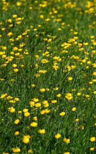 Preview wallpaper wild flowers, flowers, field