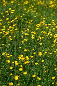 Preview wallpaper wild flowers, flowers, field